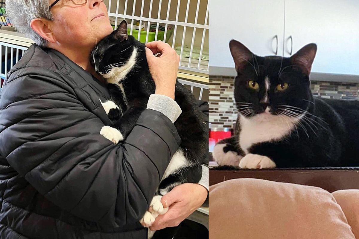 Cat Overlooked for Almost a Year at Animal Shelter Until Perfect Family Came for Him, He Couldn't Be Happier