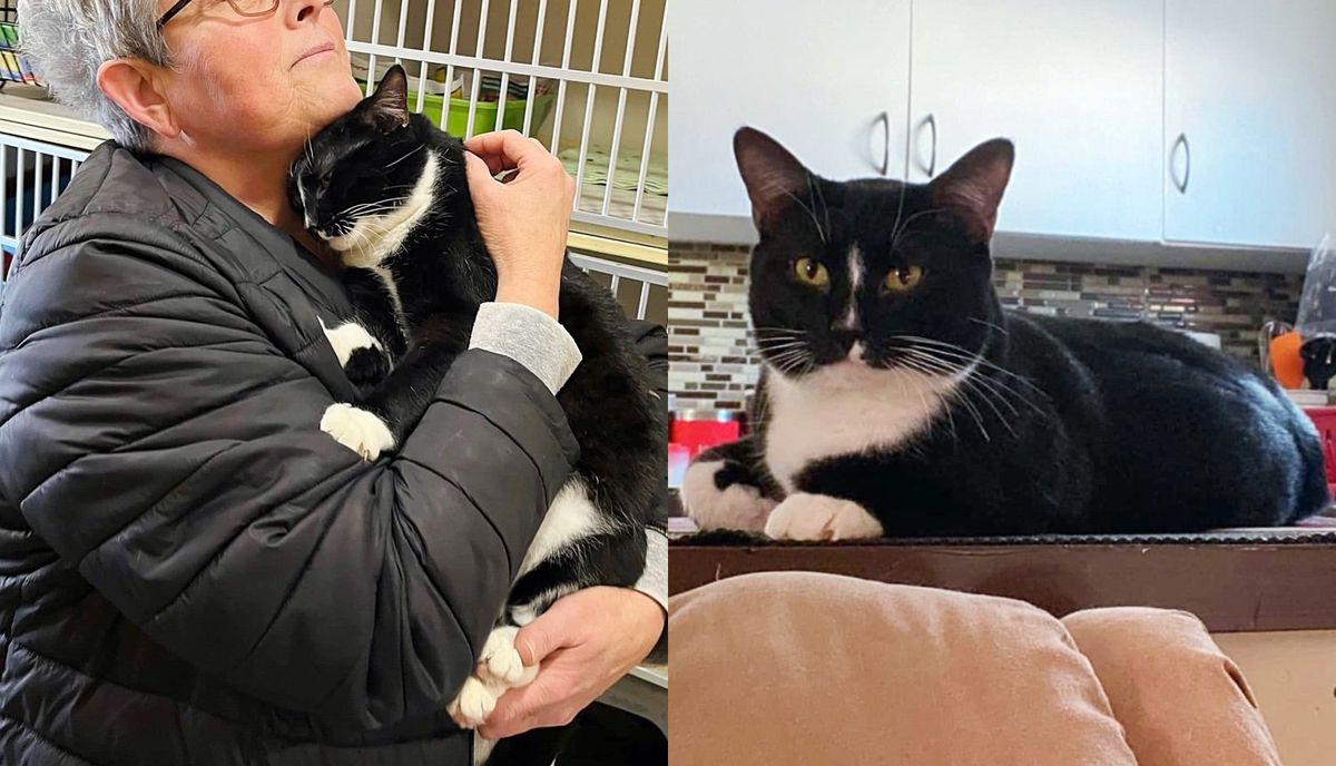 Cat Overlooked for Almost a Year at Animal Shelter Until Perfect Family Came for Him, He Couldn't Be Happier