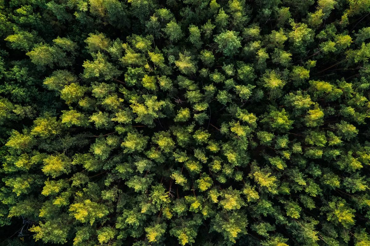 In un bosco è ancora possibile godersi il tempo senza secondi fini