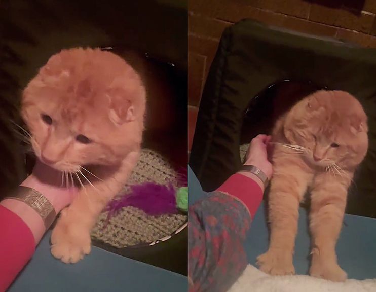 Cat Leans into Those Who Saved Him from the Street and Starts Doing the 'Car  Wash' for Petting - Love Meow