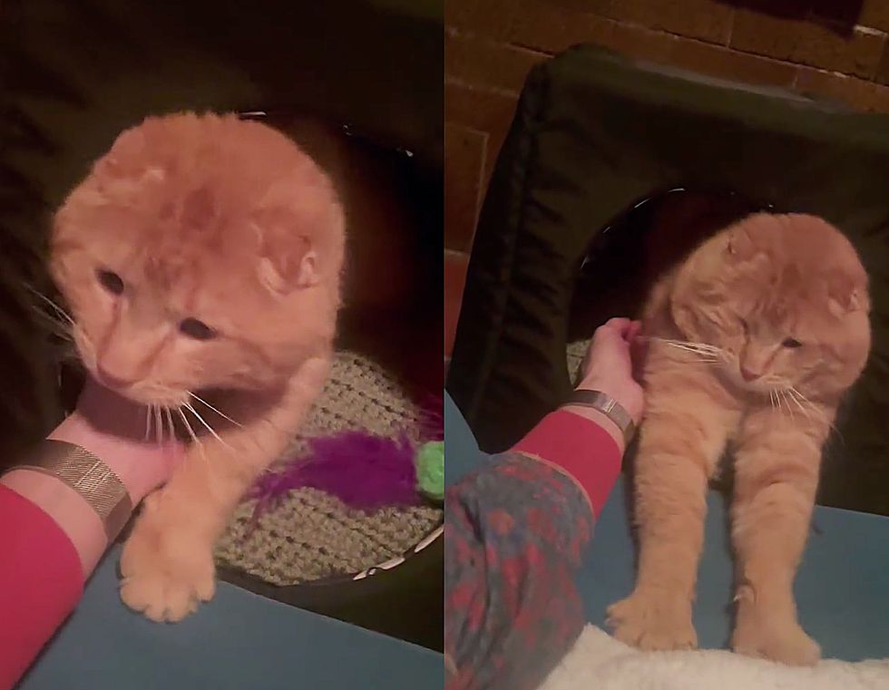 orange cat snuggly stretching