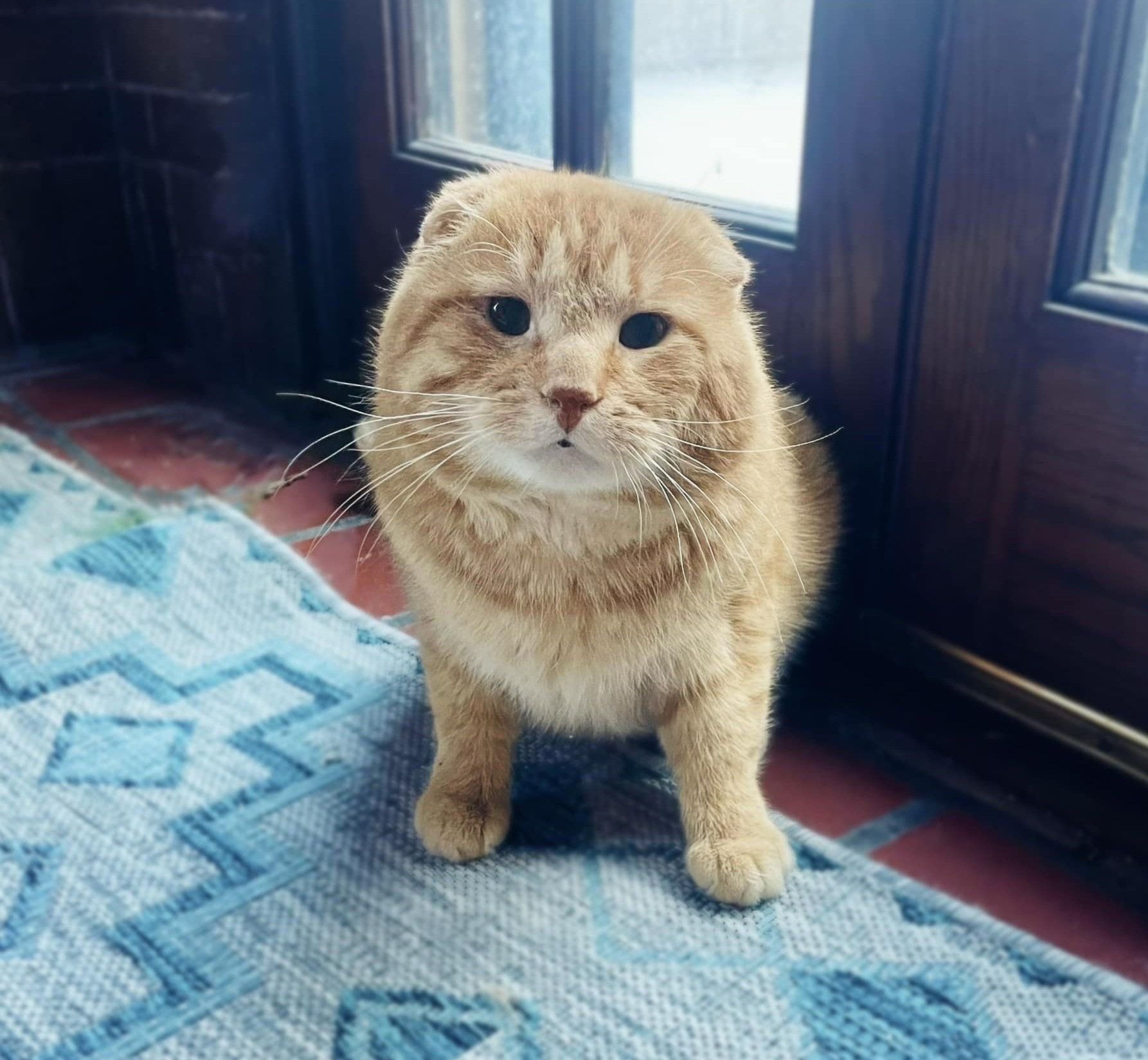 Cat Leans into Those Who Saved Him from the Street and Starts