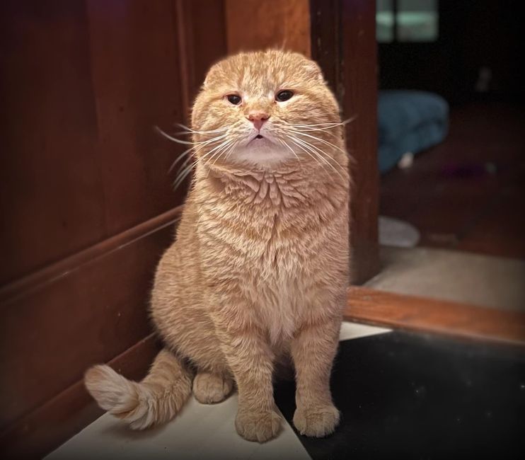 Cat Leans into Those Who Saved Him from the Street and Starts Doing the 'Car  Wash' for Petting - Love Meow