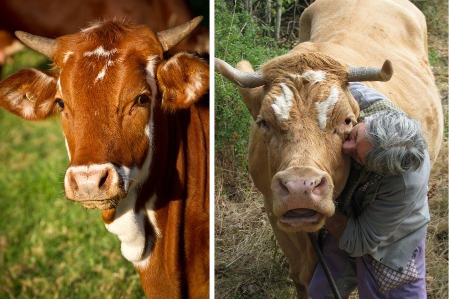 Cows that escaped a slaughterhouse now give cow hug therapy - Upworthy