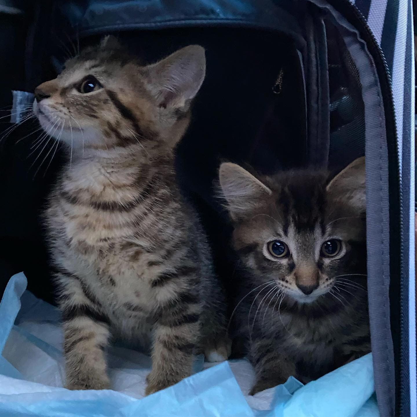 tabby brother kittens