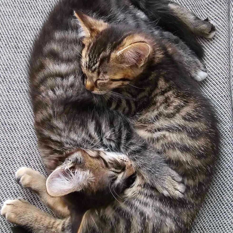 Acurrucados gatitos atigrados durmiendo