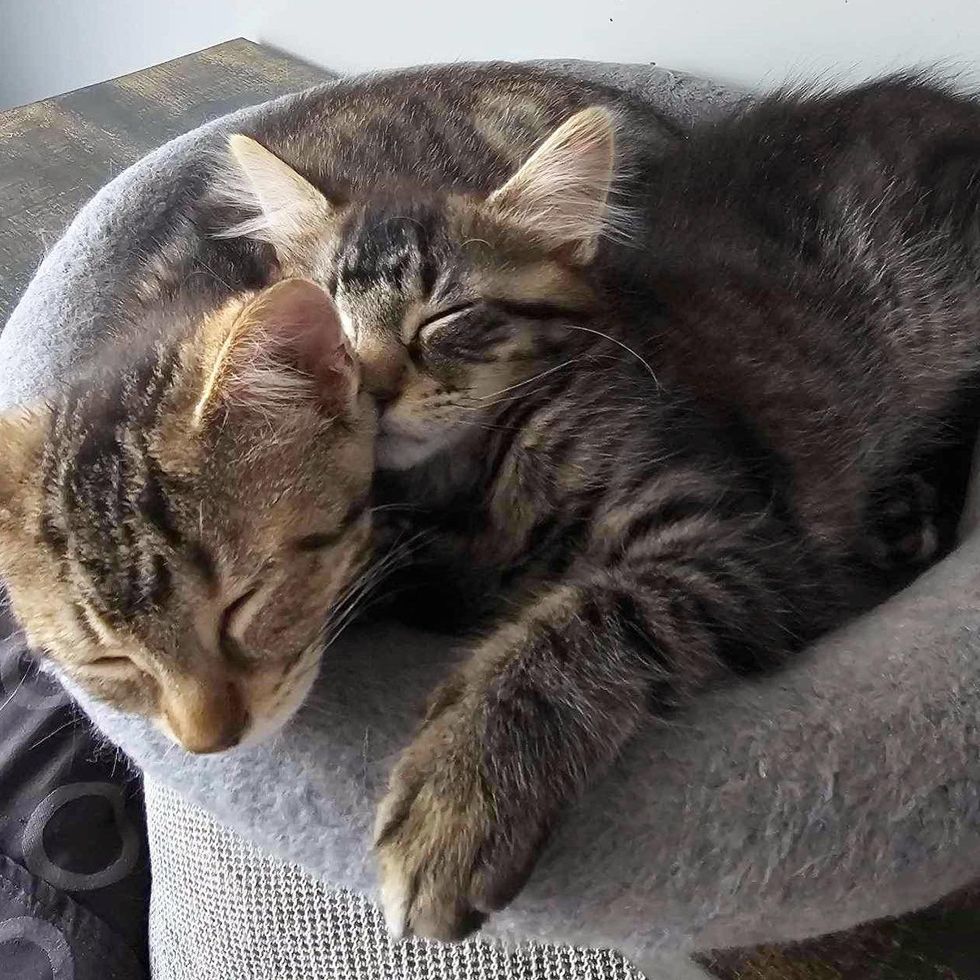 snuggly sleeping tabby kittens