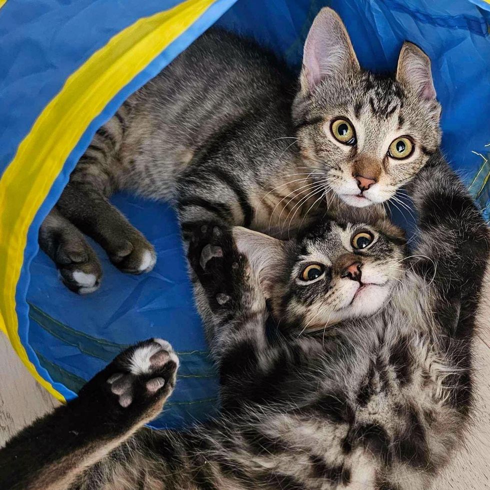 gatitos atigrados felices juguetones