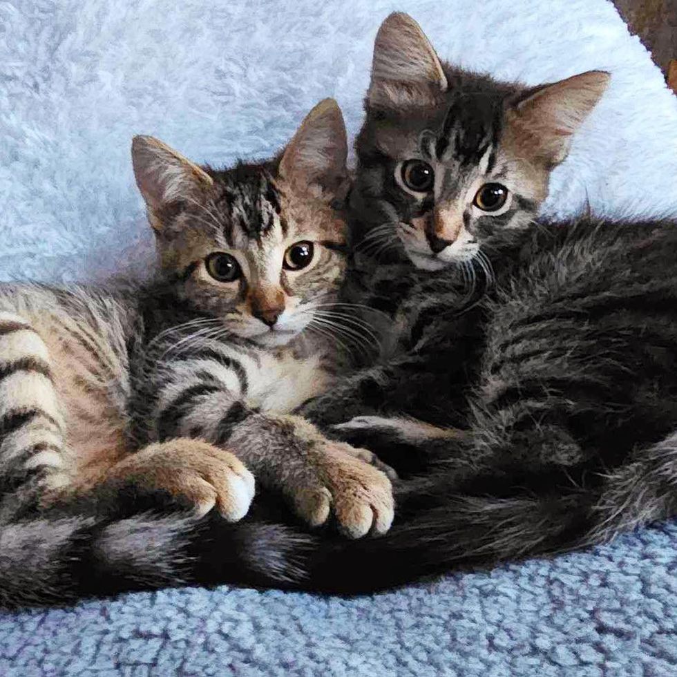 sweet tabby brother kittens