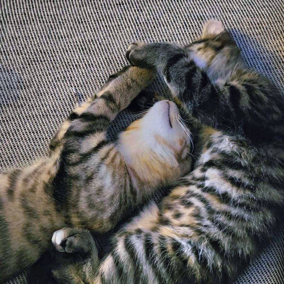gatitos atigrados durmiendo