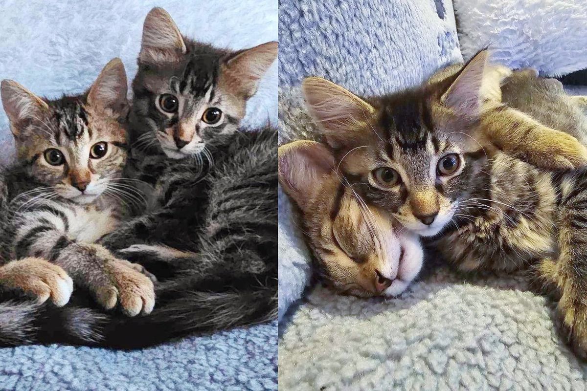 These Kittens Have a Bond Unlike Others, the Smaller Cat Relies on His Brother and Looks Up to Him Always
