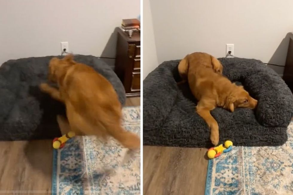 Golden Retriever's unbridled excitement over new dog bed is too sweet not to watch