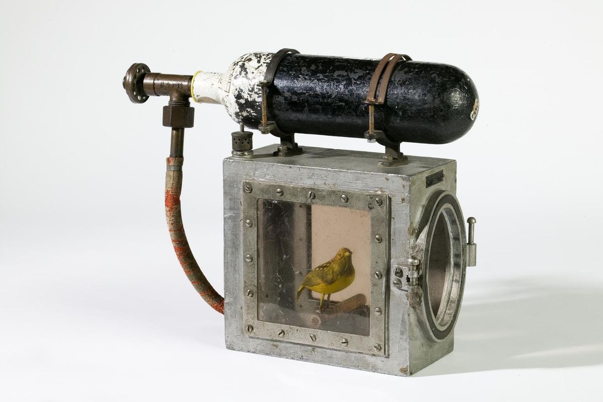 canary resuscitator