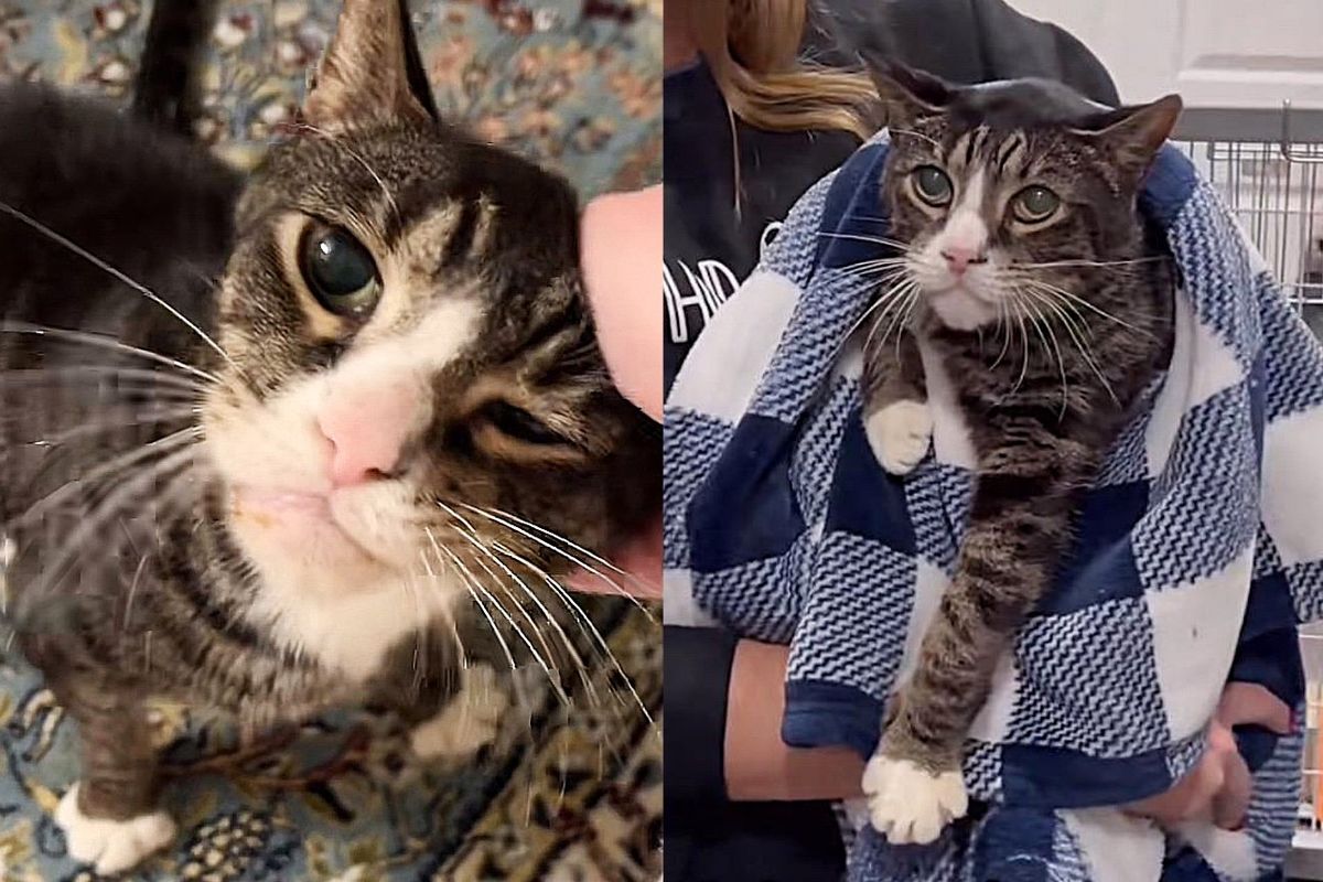 Older Cat Looks Glum While Being in a Shelter Kennel, a Home Changes Everything for Him