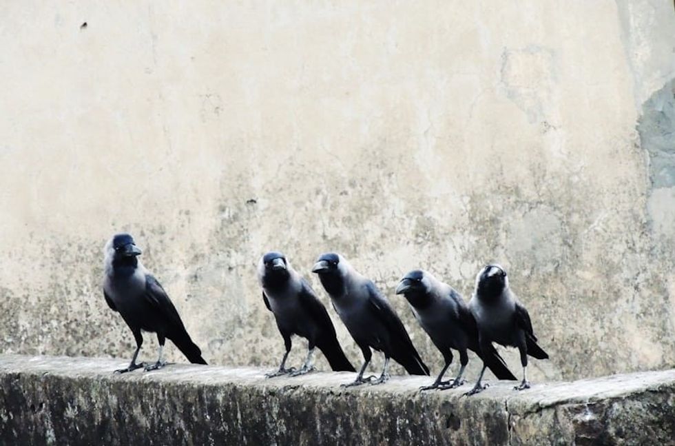 a group of crows on a stone wall