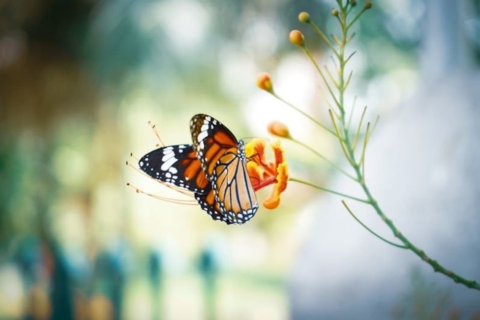 butterfly on a flower