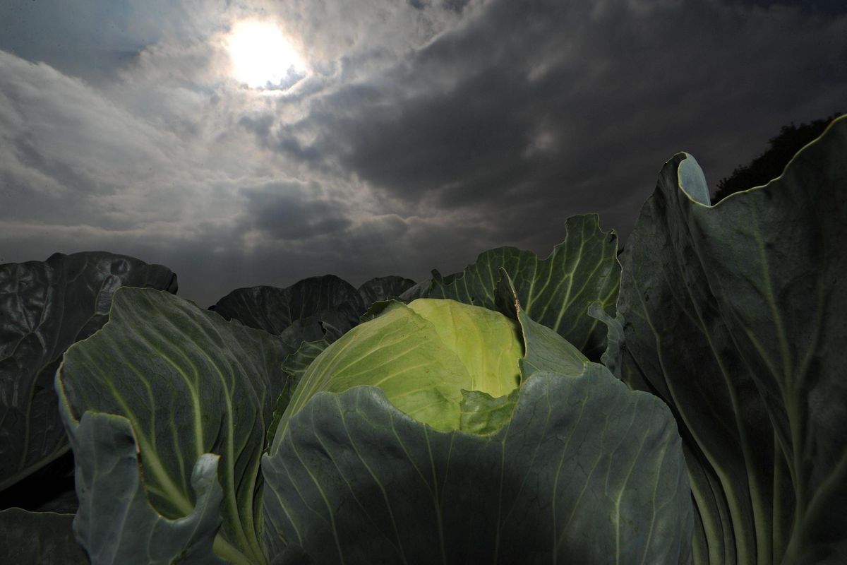 Bianco croccante, verde delicato. Le due versioni del cavolo cinese
