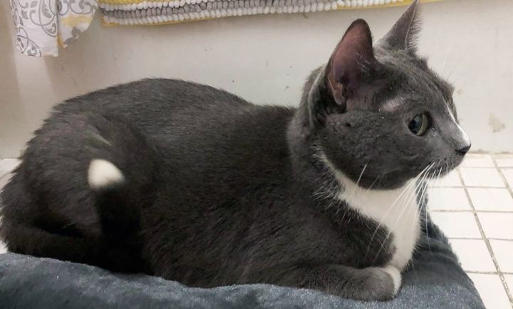 cat sits blanket