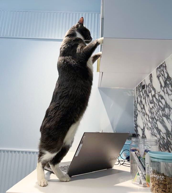 cat checking cabinets