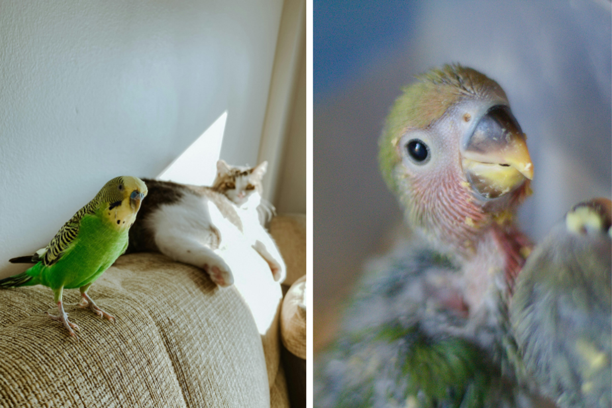 parrot sitting next to cat; close up of green parrot
