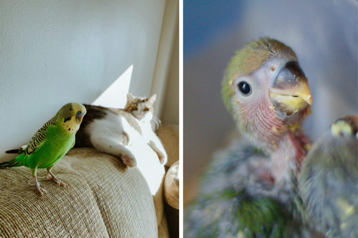 birds; parrots talking; birds talking; bird says i love you; birds kissing babies; viral video