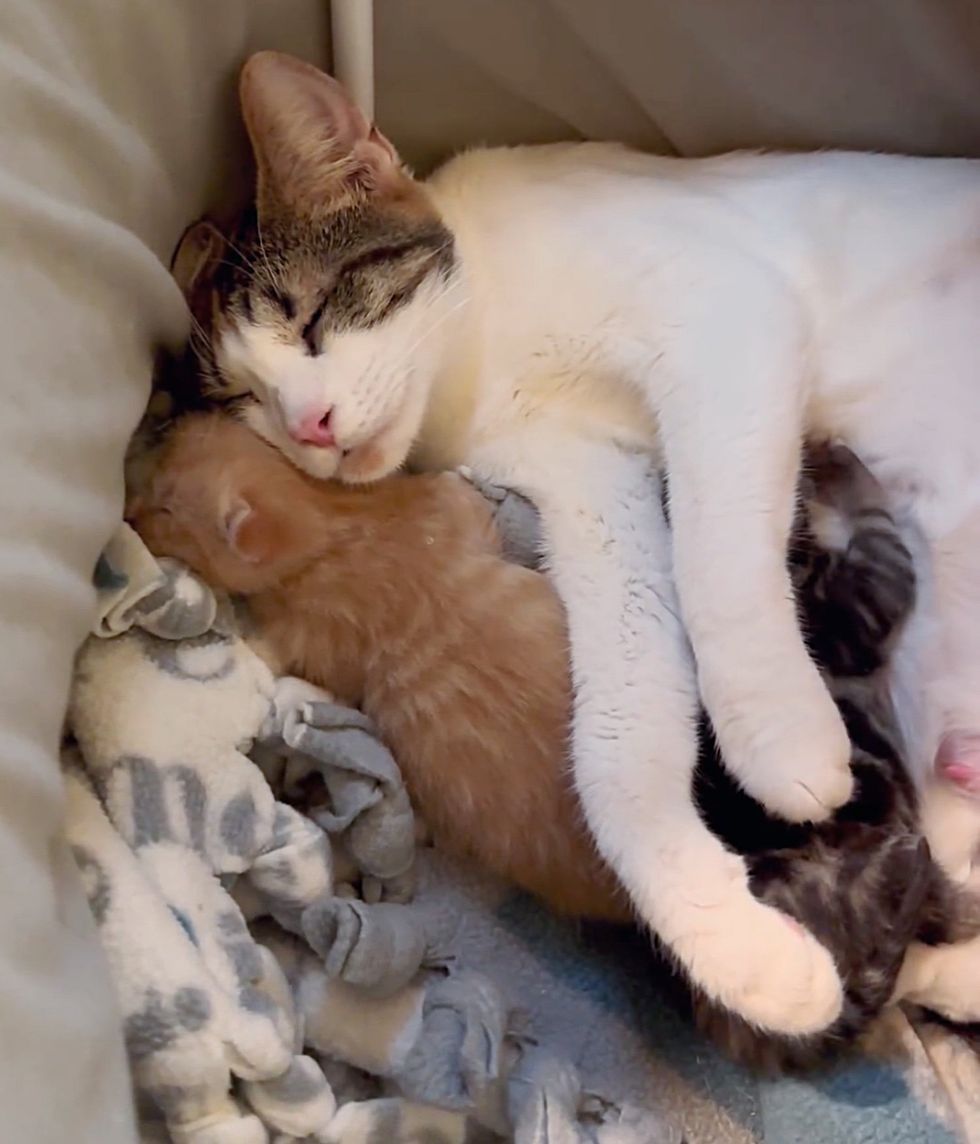 blind cat kittens snuggles