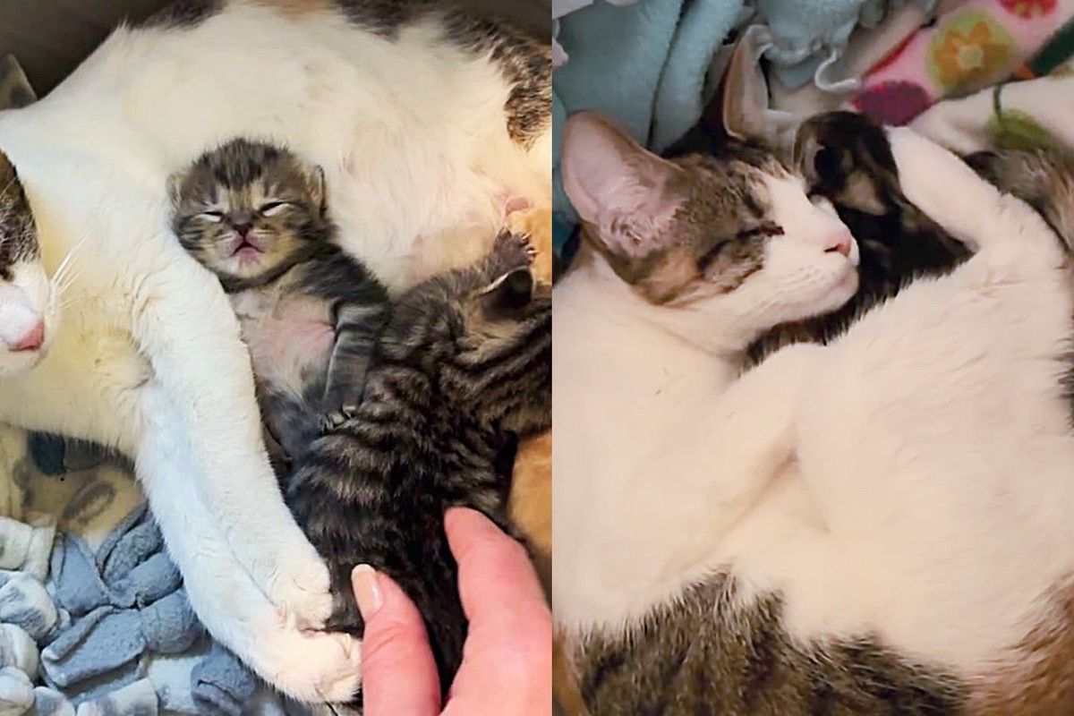 Three Blind Cats Come to a Home Seeking Help, Family Brings Them in and Realizes One of Them is Pregnant