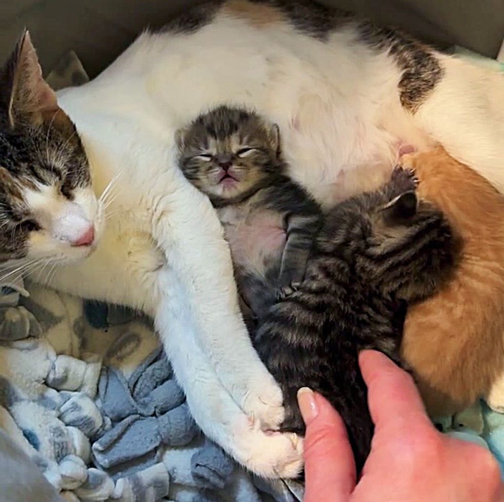 blind cat mom nursing kittens