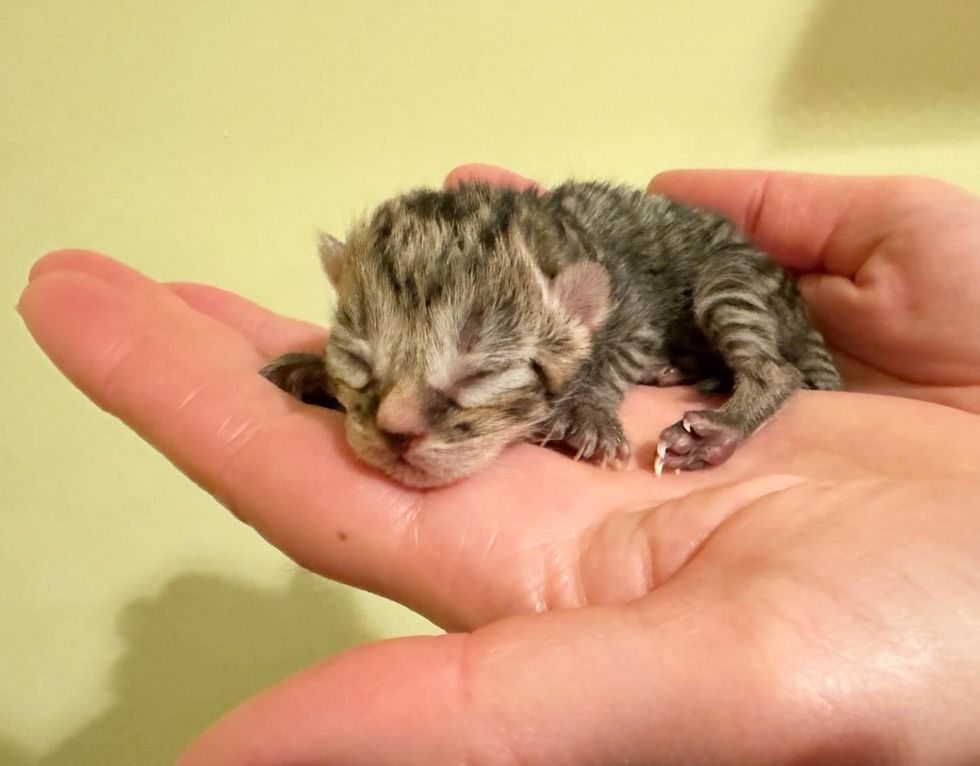 pequeño gatito recién nacido