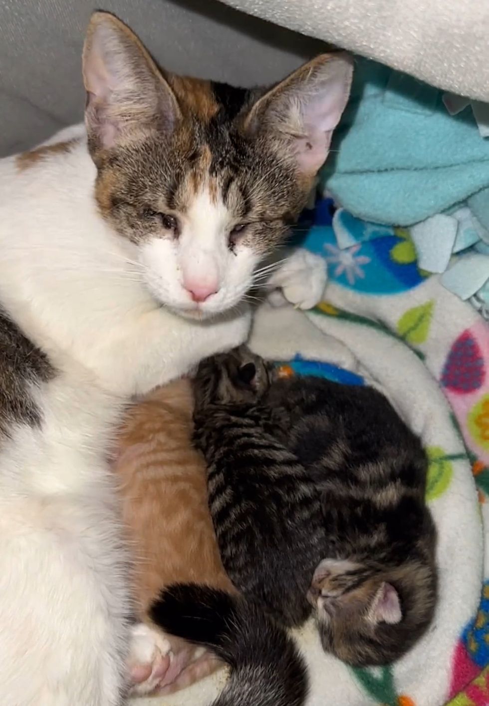 blind cat newborn kittens