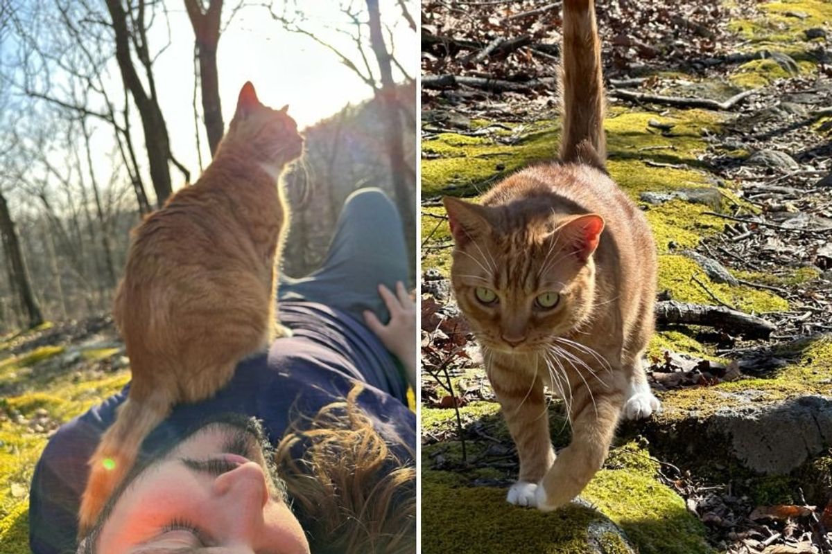 cat sitting on man's chest as he lies on the ground, cat walking across mossy ground