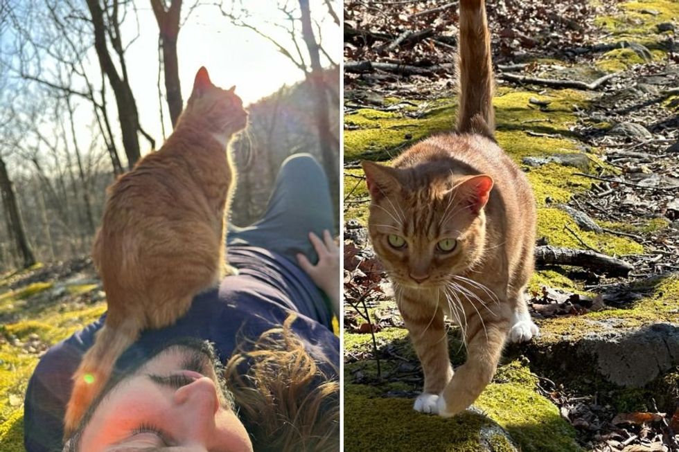 Airbnb cat serves as Appalachian Trail guide for guests‚ earning nickname 'the concierge'