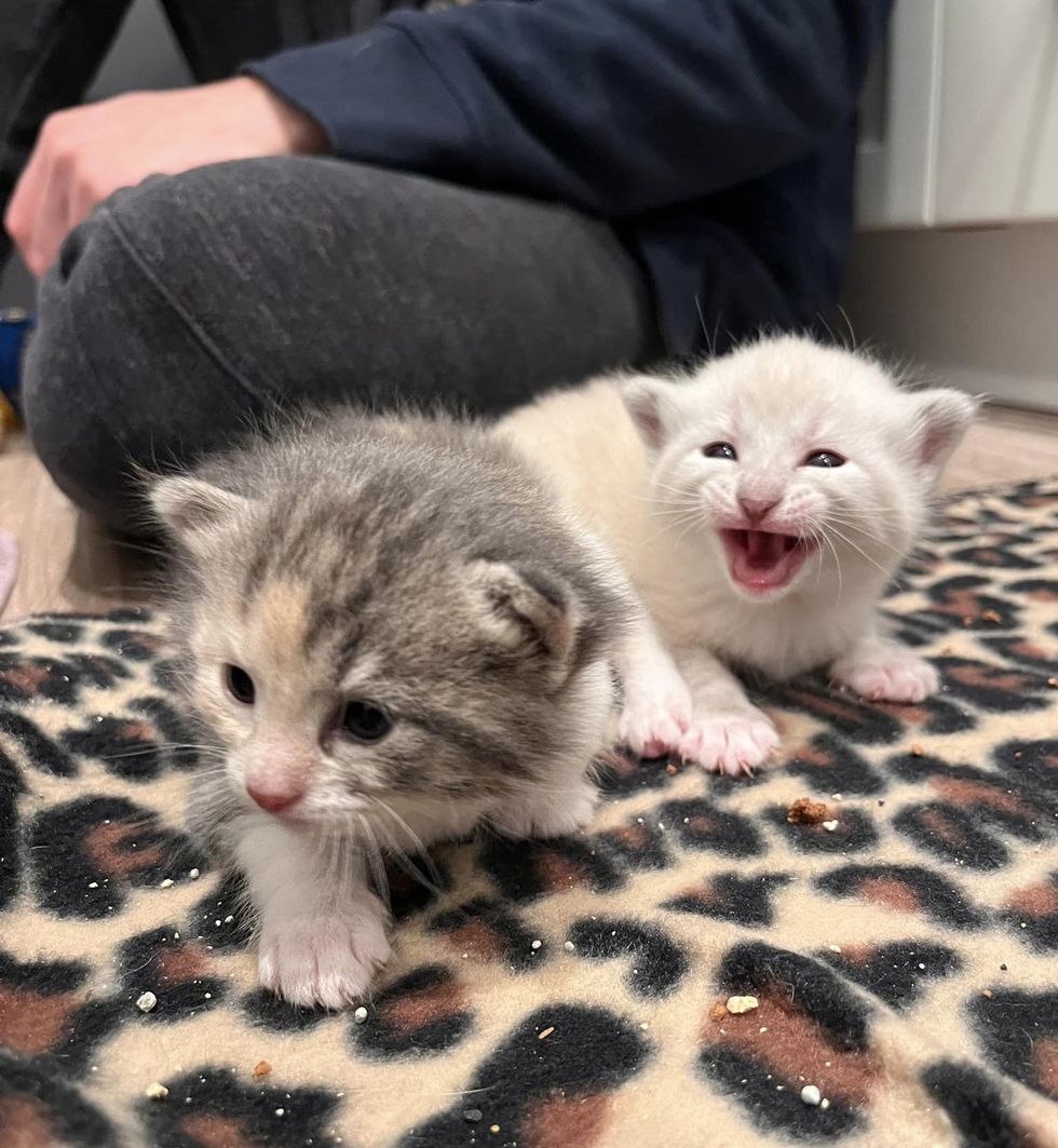sweet kittens meowing