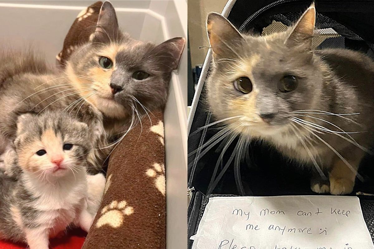 Cat Left at Shelter with a Note, Staff Discovered She Wasn't the Only One that Needed Help