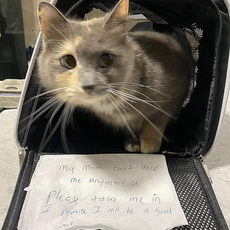 refugio de notas de calico para gatos