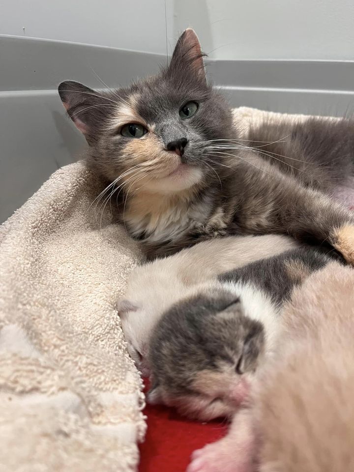 cat mom newborn kittens