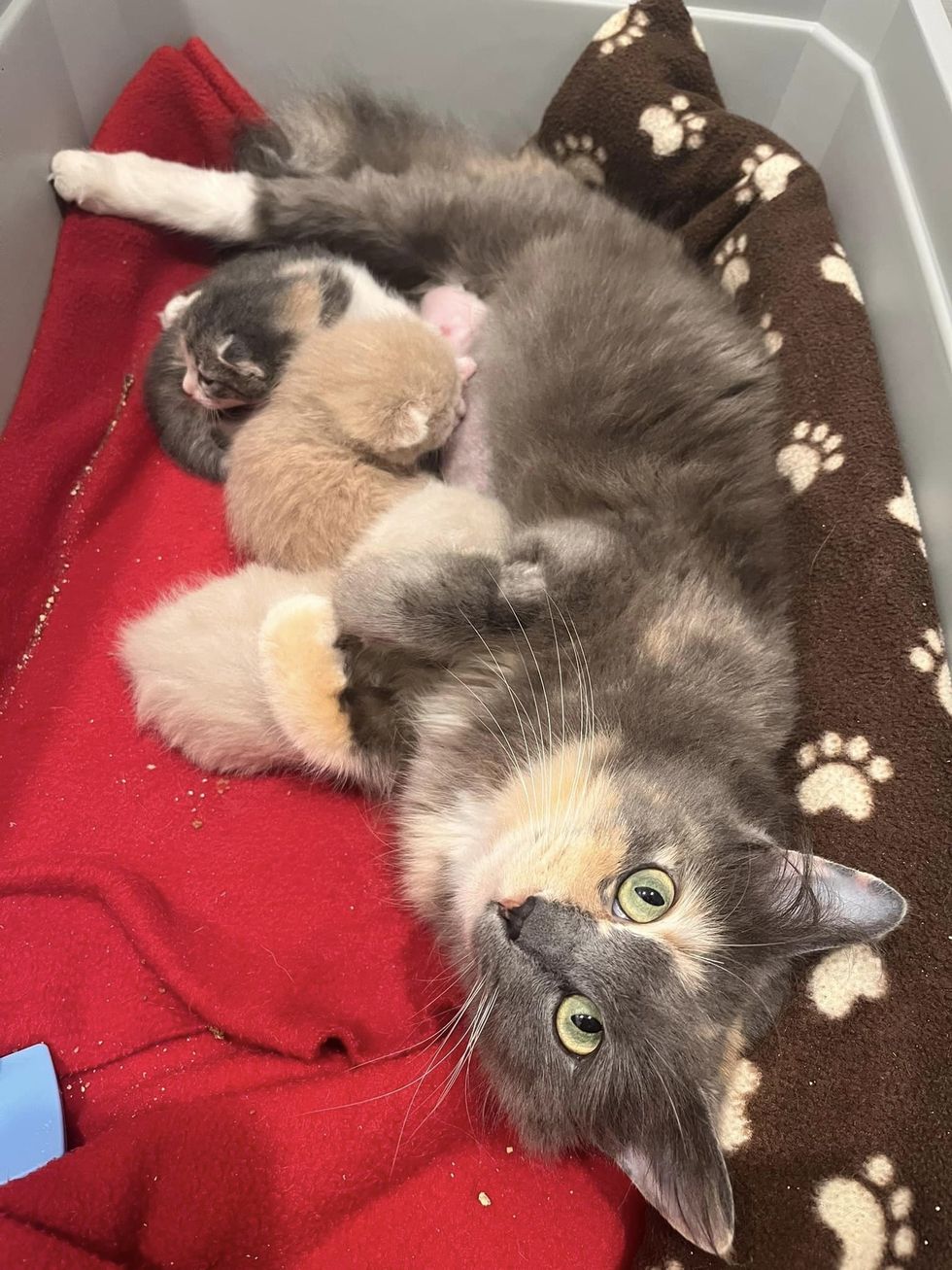 sweet calico cat nursing kittens