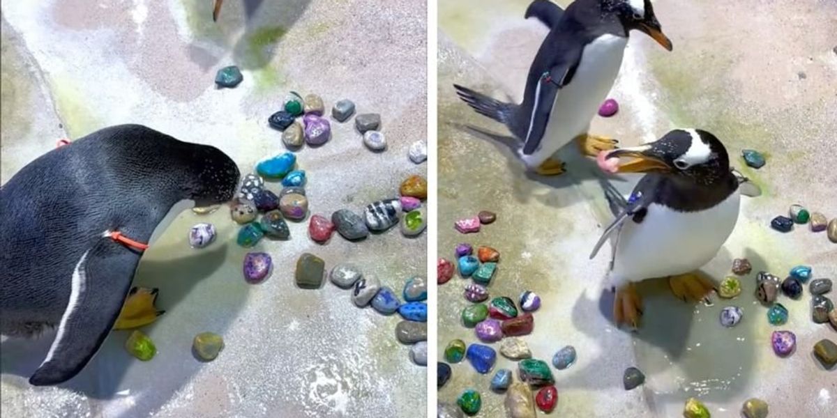 Video shows zoo penguins finding pebbles for their mates - Upworthy