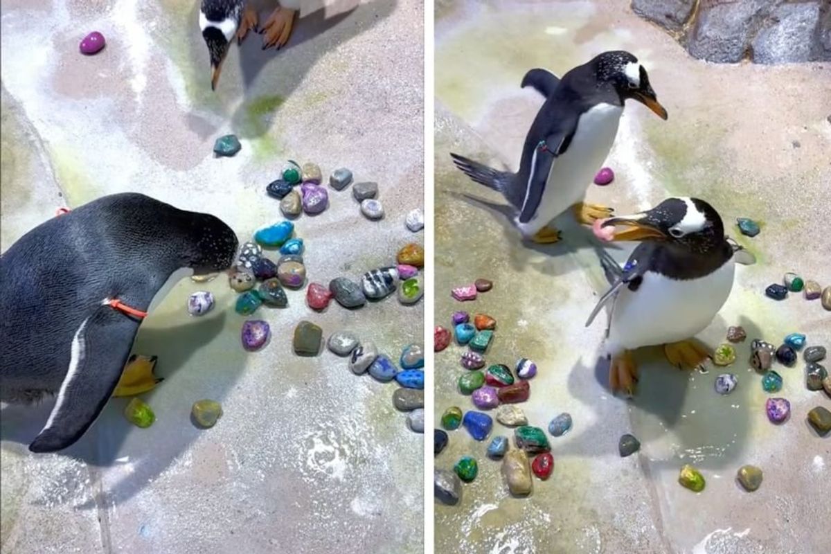 detroit zoo, penguins, gift giving, animal videos