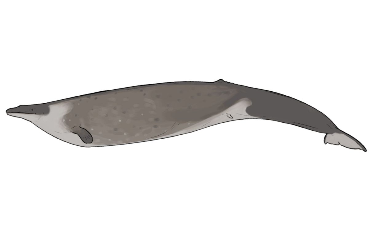 prehistoric animals, whale, Perucetus Colossus