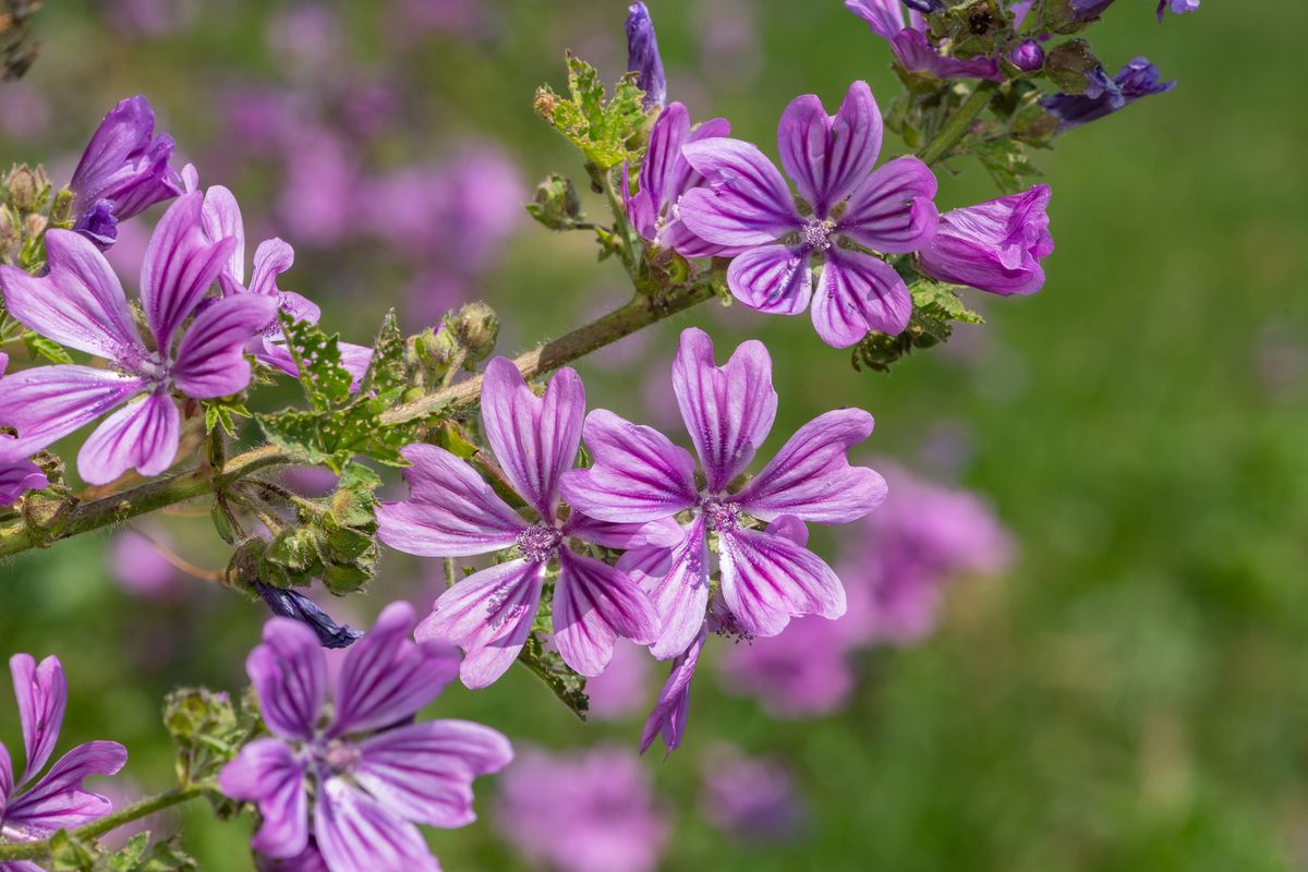 Cibo, fiore, pianta curativa. Le virtù nascoste della malva