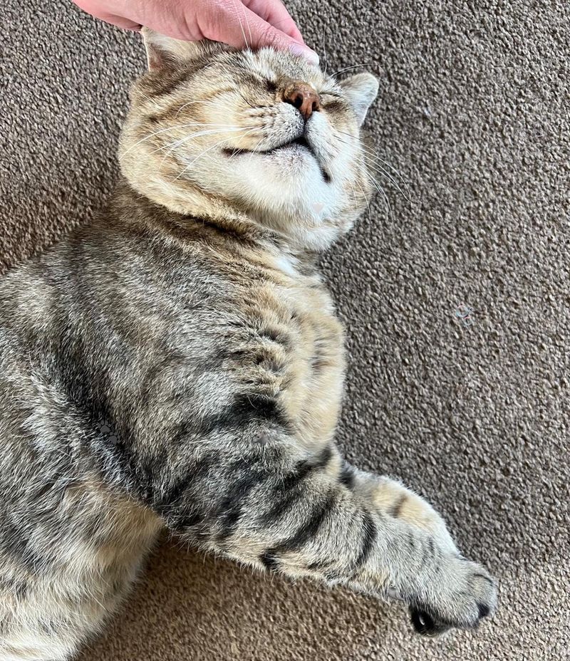 happy tabby cat