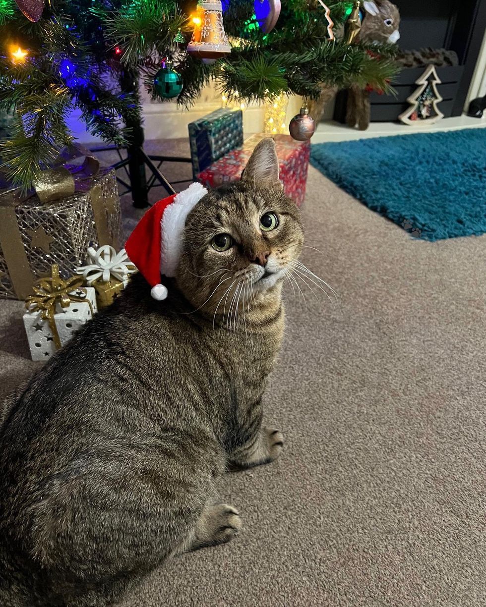 cute tabby cat christmas hat