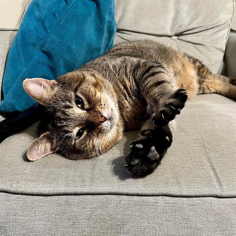 cat tabby paws biscuits