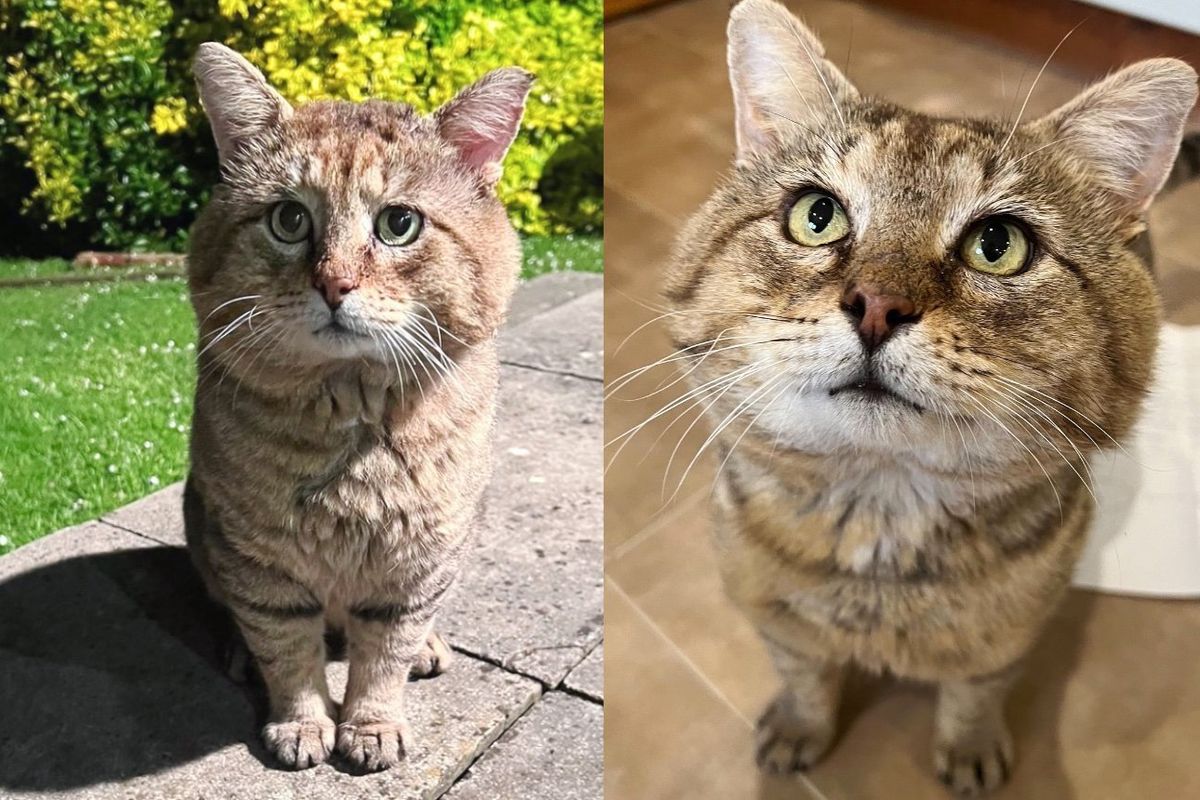 Big Tom Cat Comes to a House for Food One Day, Changing the Course of His Life