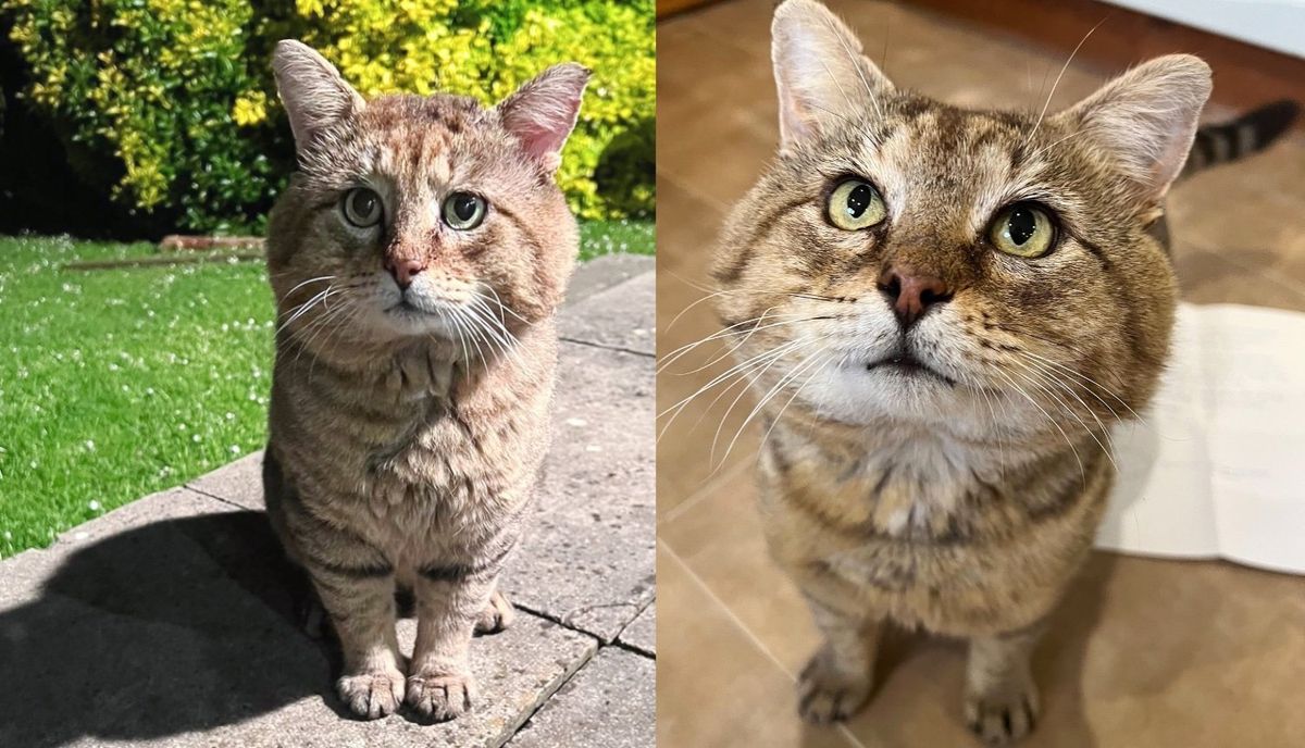 Big Tom Cat Comes to a House for Food One Day, Changing the Course of His Life