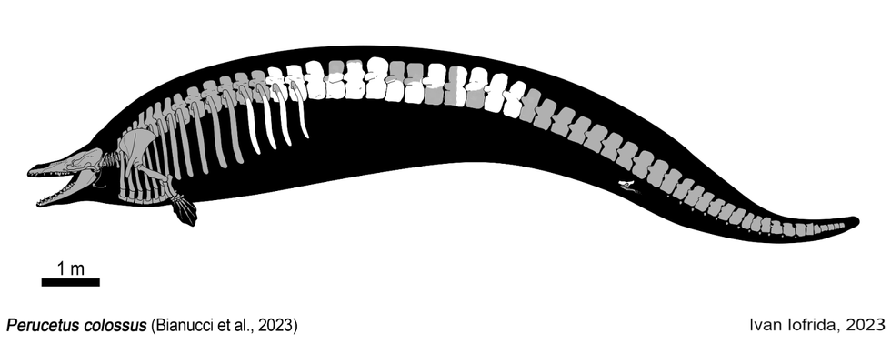 skeleton, paleontology, Perucetus Colossus
