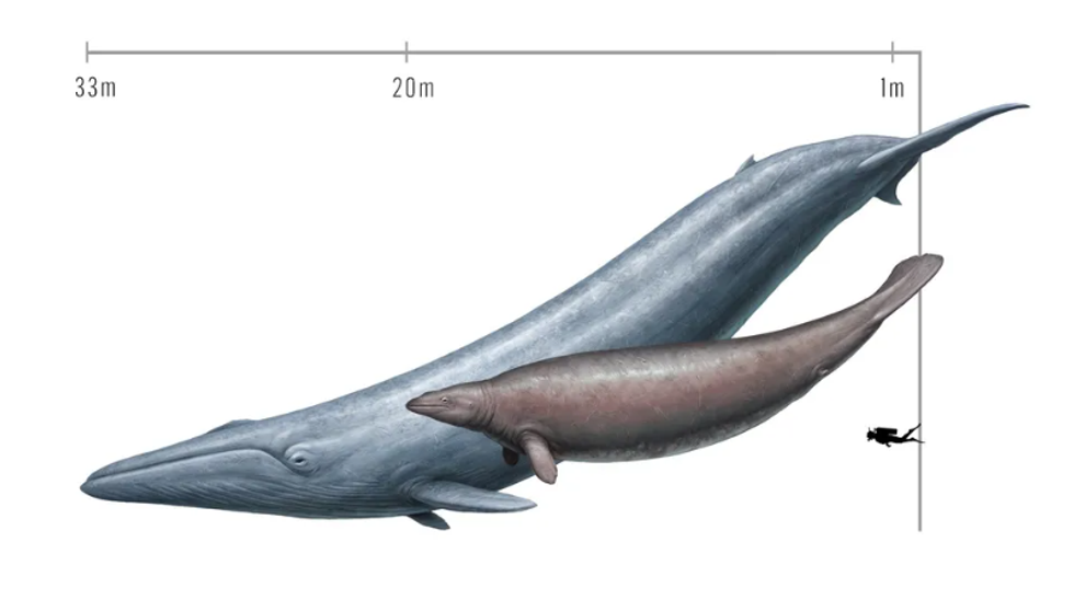 Perucetus Colossus, Blue Whale, prehistoric fossils