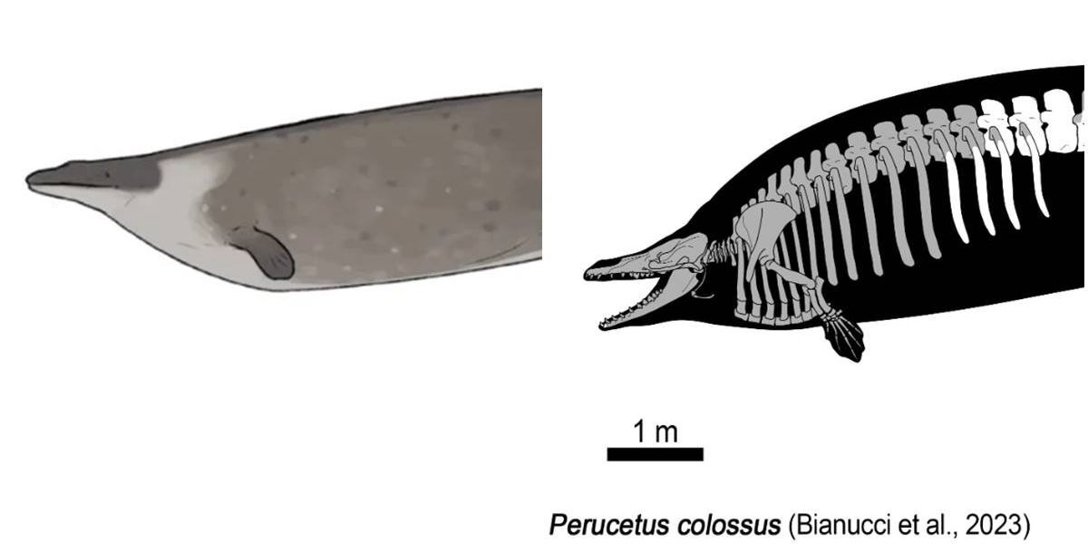 P. Colossus is no longer the largest animal ever - Upworthy