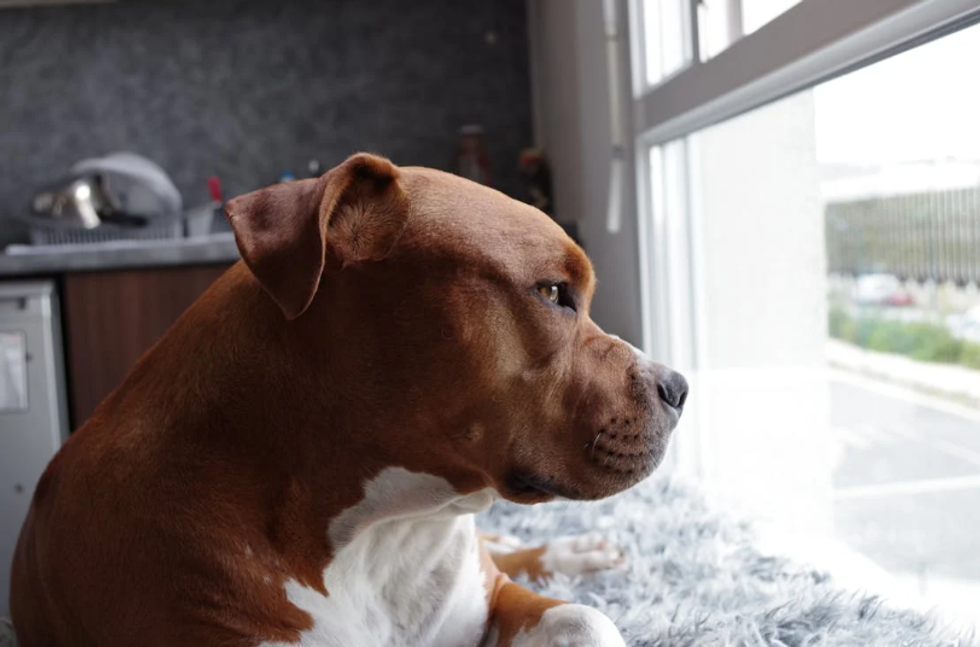 Dog mom shares a funny video of the 'chores' her pitbull pup thinks she’s doing